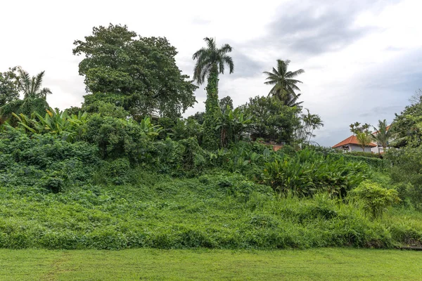 Yoğun bir tropikal orman görünümünü. 