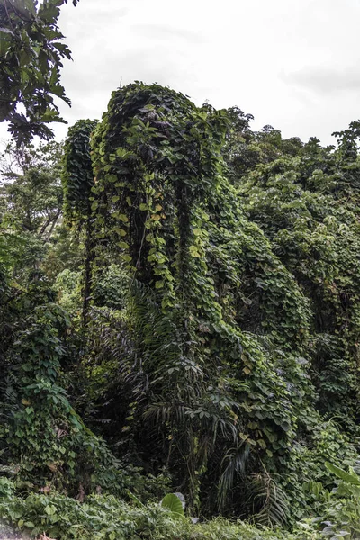 Vista di una fitta foresta tropicale . — Foto Stock