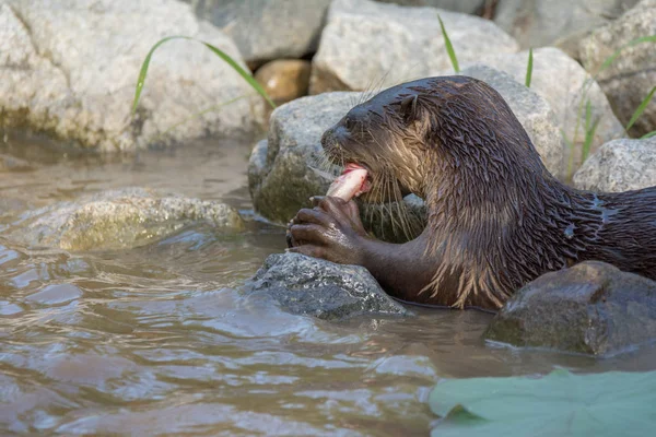 Nordamerikanska floden otter äta fisk i vatten — Stockfoto