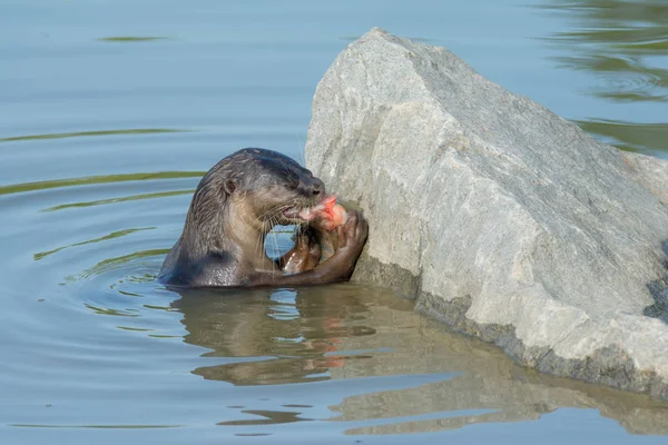 Nordamerikanska floden otter äta fisk i vatten — Stockfoto