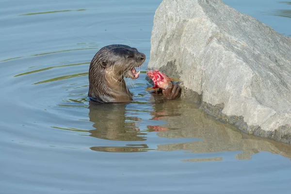Nordamerikanischer Flussotter frisst Fisch im Wasser — Stockfoto