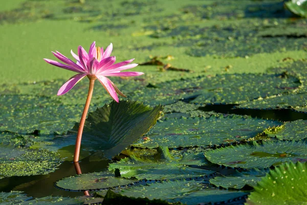 Fleur de lotus rose dans le marais parmi les tasses — Photo