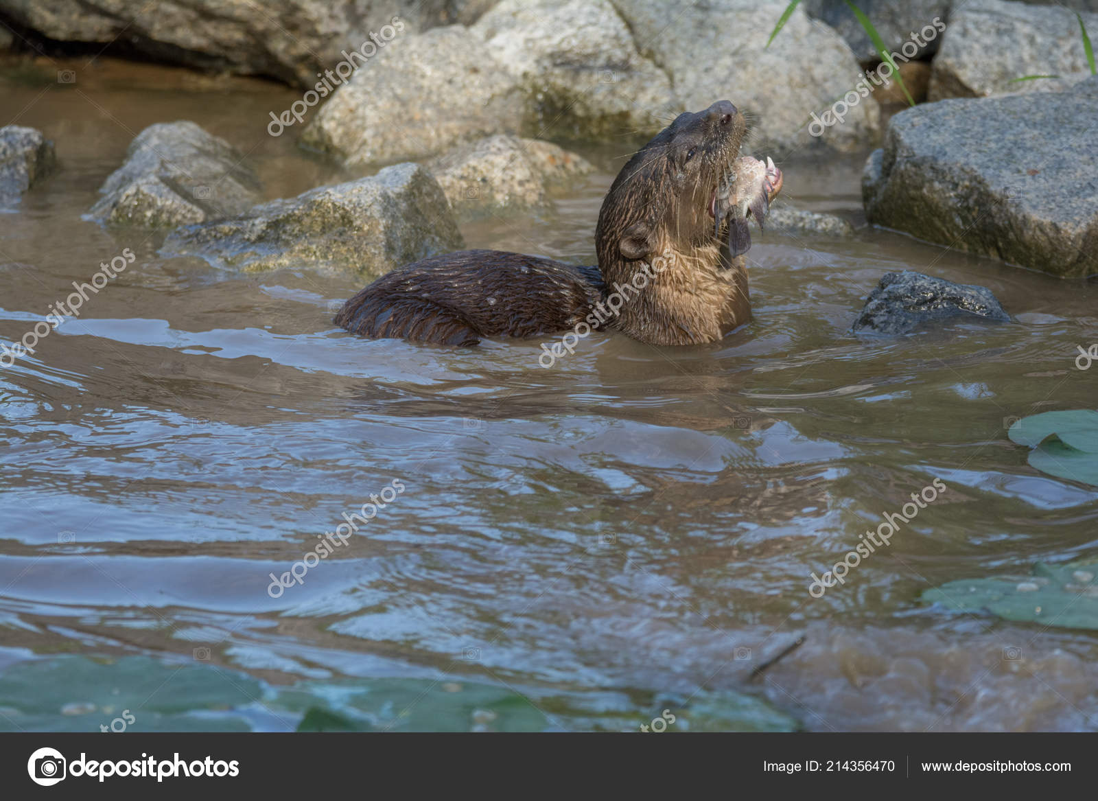 North American river otter eat fish in water — Stock Photo © Vladimirix