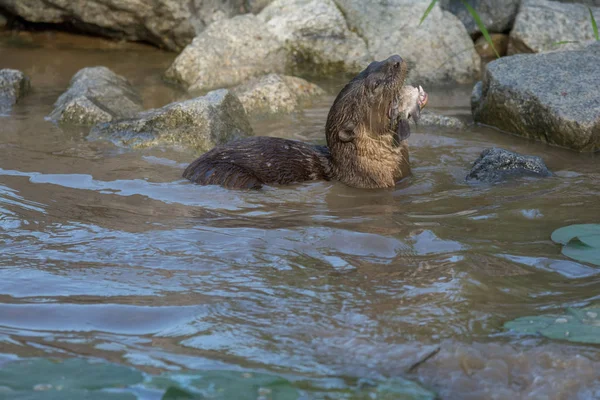 Lontra do rio norte-americano comer peixe na água — Fotografia de Stock