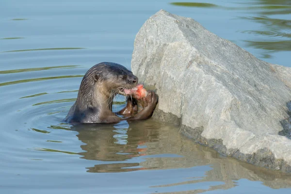 Lontra do rio norte-americano comer peixe na água — Fotografia de Stock