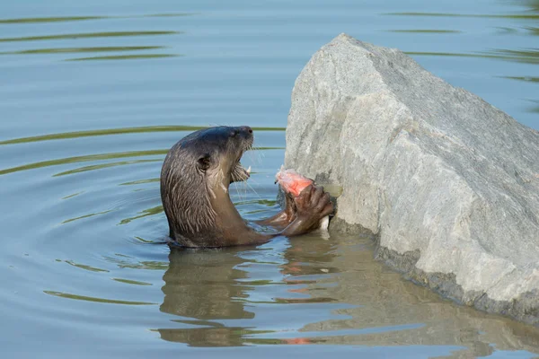 Lontra do rio norte-americano comer peixe na água — Fotografia de Stock