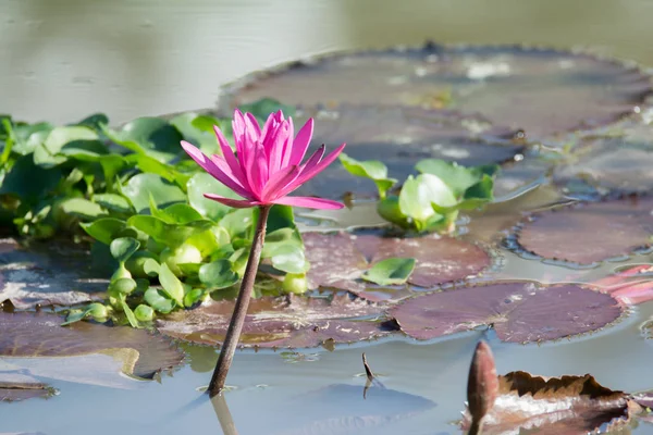 Fiore di loto rosa nella palude tra le tazze — Foto Stock