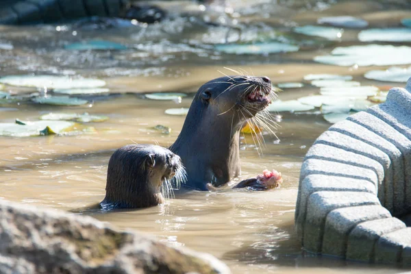 Lontra do rio norte-americano comer peixe na água — Fotografia de Stock