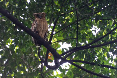 Bir baykuş bir ağaç dalı üzerinde oturur ve tepeden bakıyor