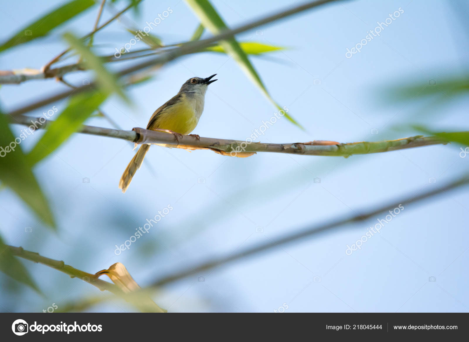 Vert Olive Tangara Est Assis Sur Une Branche Petit Oiseau
