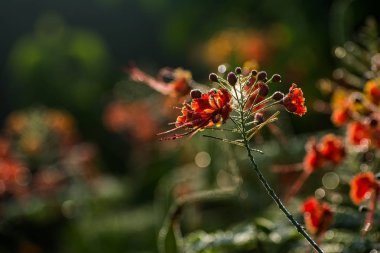 Güneşin kırmızı bir çiçek dalı. Bir çalı çiçek sisli bir ışık