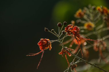 Güneşin kırmızı bir çiçek dalı. Bir çalı çiçek sisli bir ışık