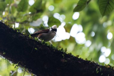 Bir ağaçta oturuyor ve gagasında bir ot tutarak beyaz bir tutam ile kahverengi kuş