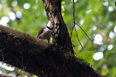Bir ağaçta oturuyor ve gagasında bir ot tutarak beyaz bir tutam ile kahverengi kuş