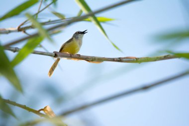 Zeytin yeşili Tanager bir dalda oturur. Küçük sarı kuş