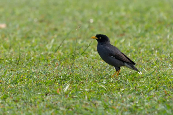 Myna de Java (javanicus de Acridotheres). —  Fotos de Stock