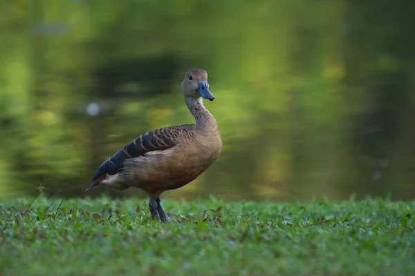 Hermoso pato está de pie en el césped verde —  Fotos de Stock