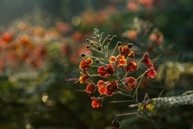 Güneşin kırmızı bir çiçek dalı. Bir çalı çiçek sisli bir ışık