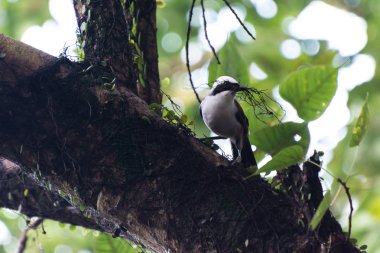 Bir ağaçta oturuyor ve gagasında bir ot tutarak beyaz bir tutam ile kahverengi kuş