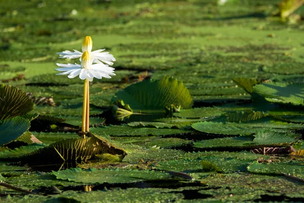 Fiore bianco in una palude. Fiore tra tazze — Foto Stock