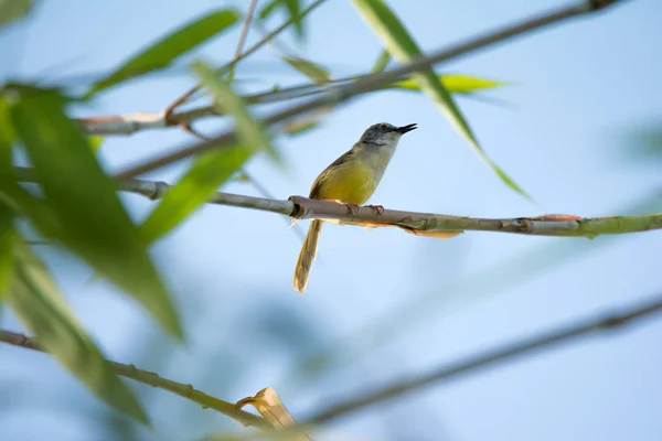 Olive green Tanager sits on a branch. Little yellow bird — Stock Photo, Image