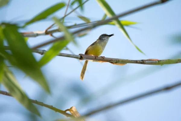 Azeitona Tanager verde senta-se em um ramo. Passarinho amarelo — Fotografia de Stock