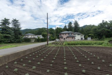 Bitki evi ve yolun yakınında güzel bir düz Bahçe