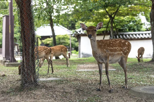 Molti piccoli cervi passeggiano nel parco tra gli alberi. Vista a tutta lunghezza — Foto Stock