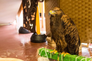 Kahverengi kartal tam büyüme oturur. Kartal korkunç bak