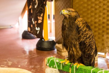 Tam büyüme kahverengi kartal oturur