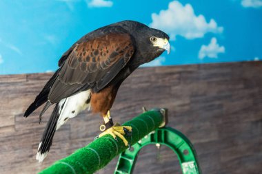 Tam büyüme kahverengi kartal oturur