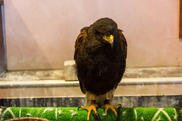 El águila marrón se sienta en pleno crecimiento —  Fotos de Stock