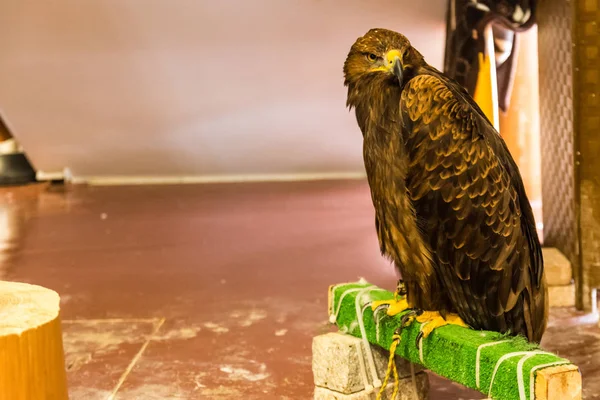 El águila marrón se sienta en pleno crecimiento — Foto de Stock