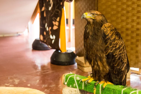 The brown eagle sits in full growth — Stock Photo, Image