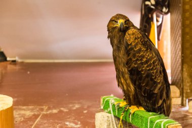 Tam büyüme kahverengi kartal oturur