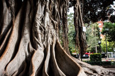 Büyük ağaç kökleri görünümünü Valencia İspanya. 