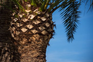 Palmiye ağacı görünümünü