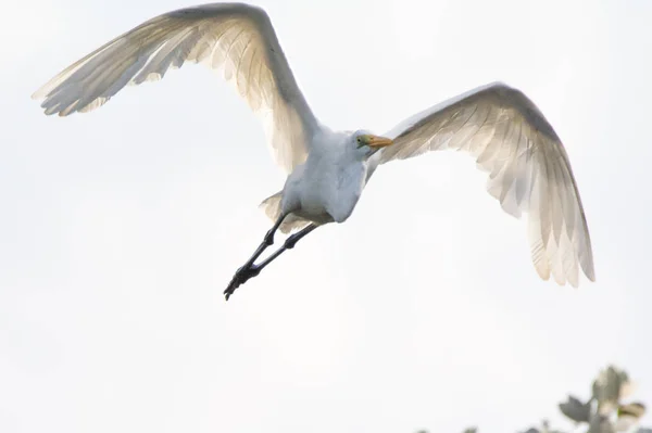 Ένα μεγάλο λευκό πουλί κατά την πτήση — Φωτογραφία Αρχείου