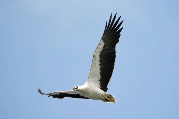 Λευκοκοιλιά Sea Eagle — Φωτογραφία Αρχείου