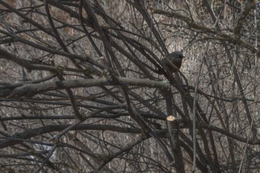 Bir ağaç yaprakları olmadan bunu uçakta. 