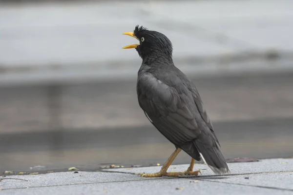 Pájaro negro con pico amarillo y patas —  Fotos de Stock