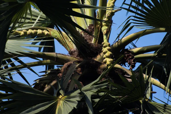 Kokospalm. De top van de palmboom. De palmboom — Stockfoto