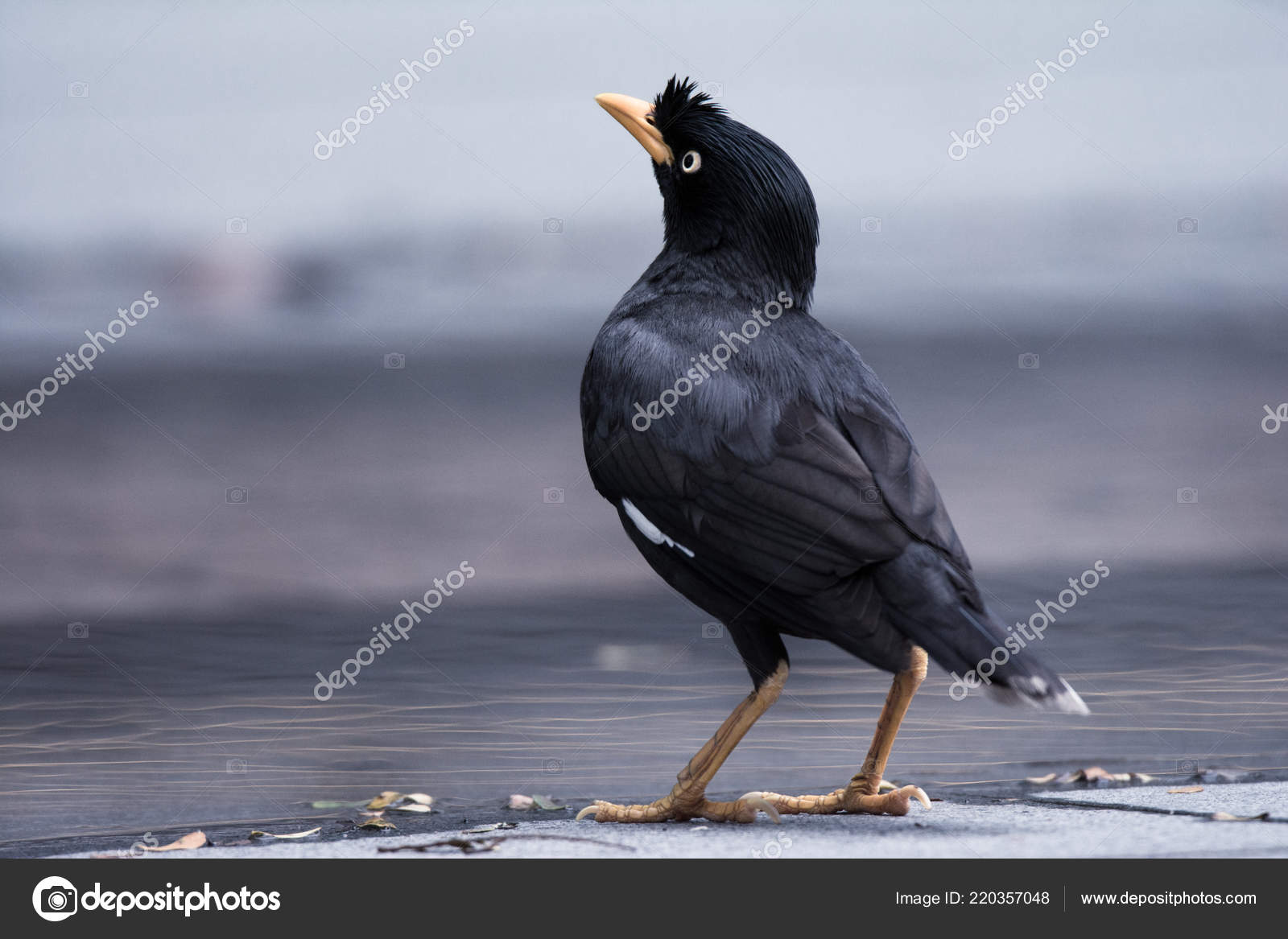 Oiseau Noir Avec Bec Jaune Et Les Pattes Photographie