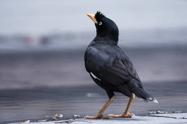 Pájaro negro con pico amarillo y patas —  Fotos de Stock