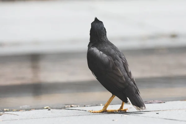 Schwarzer Vogel mit gelbem Schnabel und Pfoten — Stockfoto