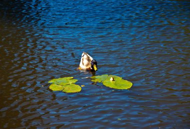 Parlak güneşin altında nehir nilüferleri arasında yaban ördeği