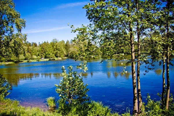 Panorama Över Skogsjö Bland Träden Mot Blå Himmel — Stockfoto