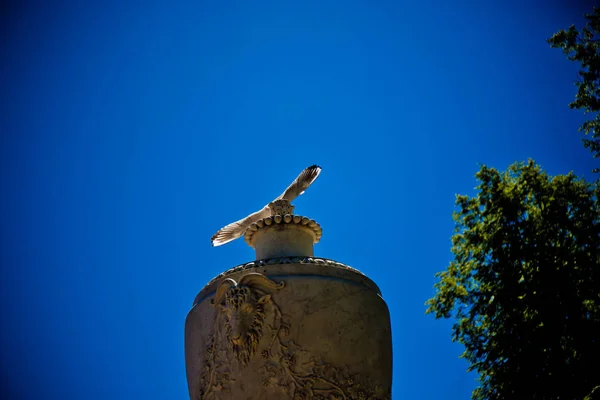 Kanatları Yayılmış Bir Kuş Gökyüzüne Karşı Bir Vazo Üzerinde Oturur — Stok fotoğraf