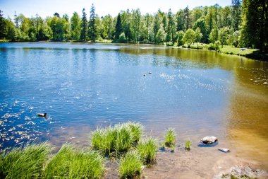 Mavi gökyüzünün altındaki temiz orman gölü