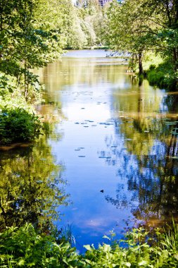 Mavi gökyüzünün altındaki temiz orman gölü